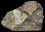 Fossil Ginkgo Leaf From North Dakota - Paleocene #58971-1